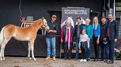 Nachbericht - 57. Tiroler Haflinger Stutfohlen Auktion 2023