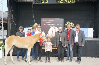 51. Tiroler Haflinger Stutfohlenauktion