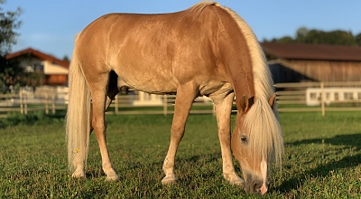 Nikora | 15 anni | cavallo castrato