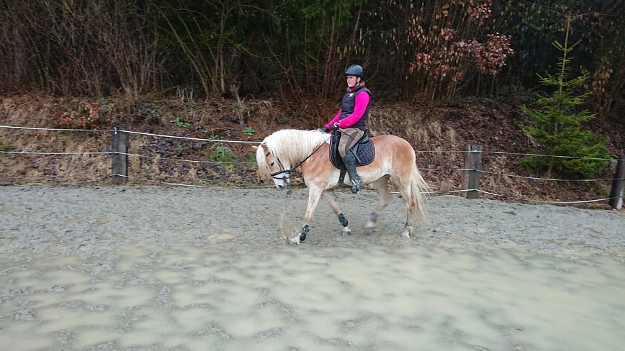 Haflinger Stute Savanna
