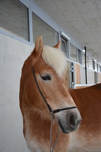 Haflinger Stute Viona
