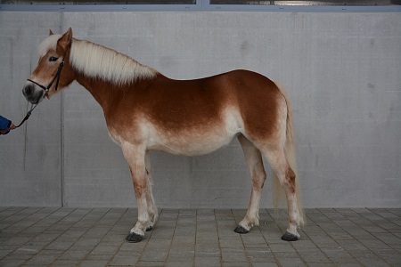 Haflinger Stute Viona