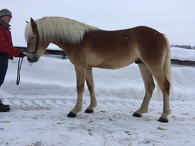 Haflinger Wallach Aaron