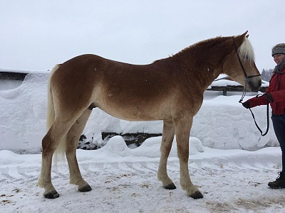 Haflinger Wallach Aaron