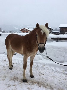 Haflinger Wallach Aaron
