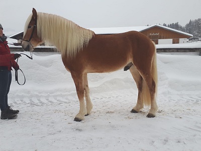 Haflinger Wallach Barkus