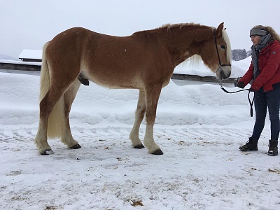 Haflinger Wallach Barkus