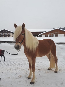 Haflinger Wallach Barkus