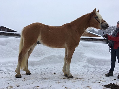 Haflinger Wallach Nightwish