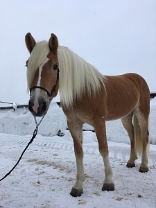 Haflinger Wallach Nightwish