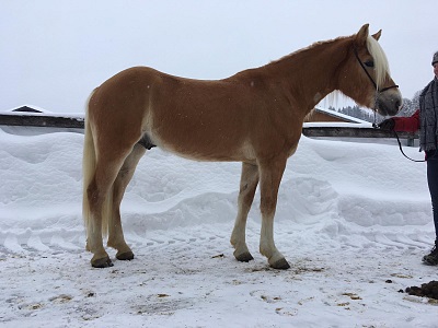 Haflinger Wallach Nightwish