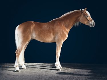 A beautiful brown horse with a light mane stands against a dark blue background, showcasing its strong build and graceful stance.