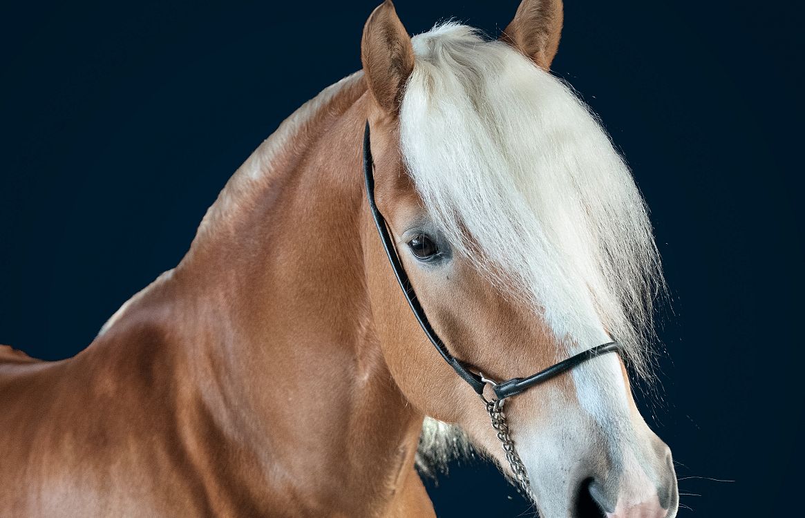 Ein edles, kastanienbraunes Pferd mit einer langen, weißen Mähne steht vor einem dunklen Hintergrund. Das Pferd trägt ein schlichtes, schwarzes Halfter.