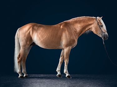Un cavallo marrone chiaro con criniera bianca su uno sfondo blu scuro. L'animale è in piedi su una superficie dipinta grigia.