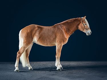 A chestnut-colored horse with a white mane and tail stands on a textured surface against a dark blue background, facing left in a side profile view.