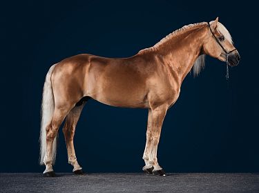 A majestic chestnut horse with a white mane and tail stands against a dark blue background. The horse is posed in a profile view on a grey surface.