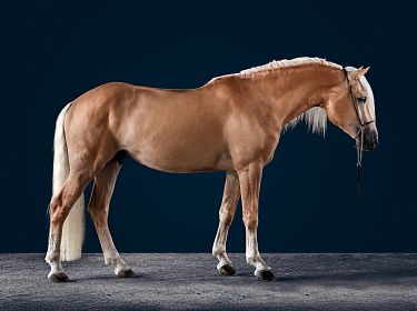 Ein braunes Pferd mit heller Mähne steht aufrecht vor einem dunkelblauen Hintergrund. Es hat eine muskulöse Statur und weiße Hufe.