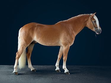 Un cavallo dal mantello marrone chiaro con criniera bianca, in piedi su un pavimento grigio, su uno sfondo blu scuro.