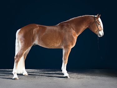 Ein hellbraunes Pferd mit weißem Gesicht und Beinen steht auf Asphalt vor einem dunkelblauen Hintergrund. Es trägt ein schlichtes Halfter.