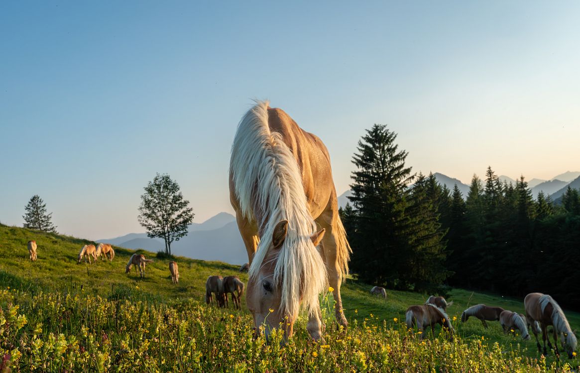 A scenic landscape featuring a horse grazing in a lush green meadow. In the background, other horses and a backdrop of mountains and trees under a clear sky.