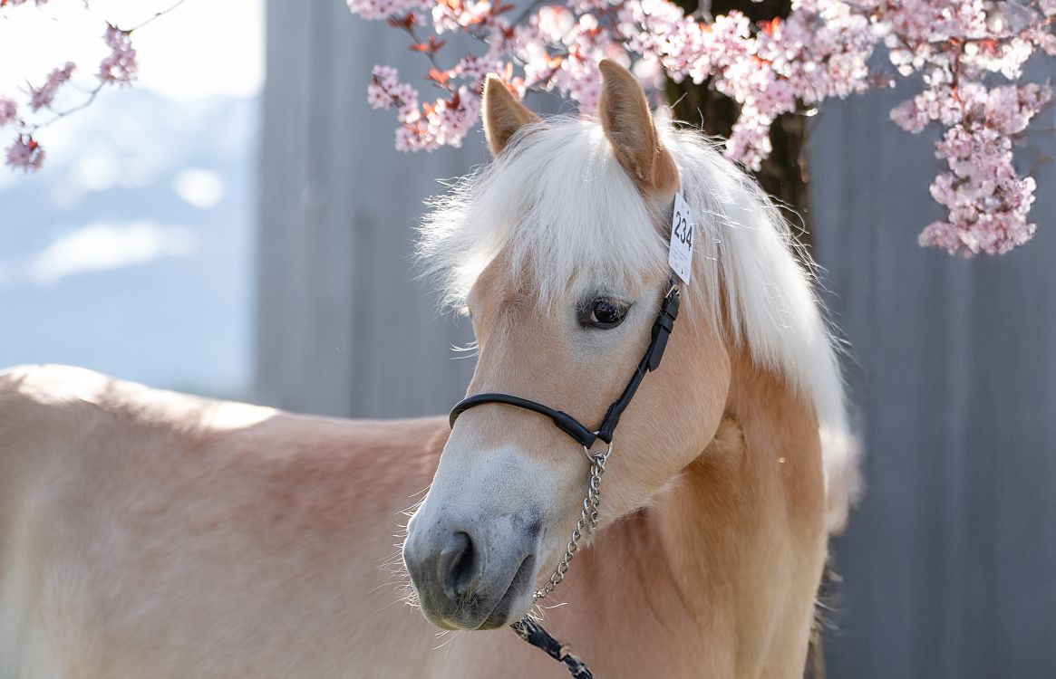 Ein Haflinger mit blonder Mähne steht vor einem blühenden Kirschbaum. Das Pferd trägt ein Halfter, und im Hintergrund ist ein Teil eines grauen Gebäudes zu sehen.