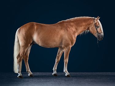 A beautiful chestnut horse standing sideways on a dark blue background, highlighting its smooth coat and well-groomed mane and tail.
