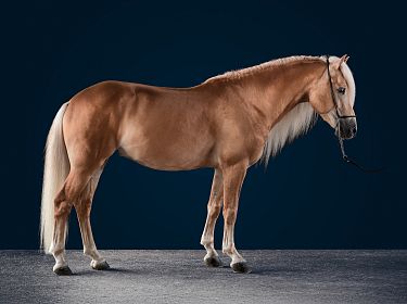 Un cavallo marrone chiaro con criniera bionda in piedi su uno sfondo blu scuro, mostrato di profilo con un aspetto elegante e grazioso.