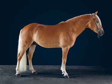 Un cavallo marrone chiaro con criniera e coda bianche, in piedi su una superficie grigia con sfondo blu scuro.