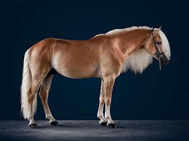 A chestnut horse with a blonde mane stands gracefully against a dark blue background, highlighting its shiny coat and muscular build.
