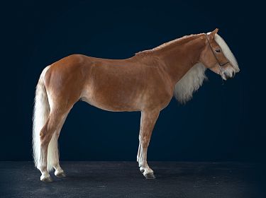 A beautiful brown horse with a white mane and tail stands against a dark blue background, showcasing its sleek coat and elegant posture.