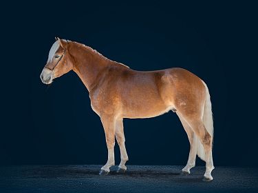 A brown horse with a light mane stands in profile against a dark blue background, highlighting its strong build and gentle expression.