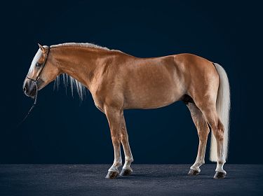 Ein braunes Pferd mit einem hellen Mähnenschopf und Schweif steht seitlich vor einem einfarbigen dunkelblauen Hintergrund, auf einem neutralen Boden.