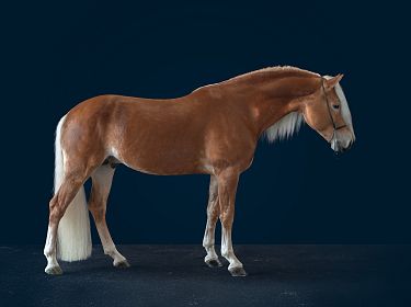 Seitliche Ansicht eines braunen Pferdes mit weißer Mähne und hellem Schweif vor einem dunkelblauen Hintergrund. Das Pferd steht aufrecht und wirkt gepflegt.