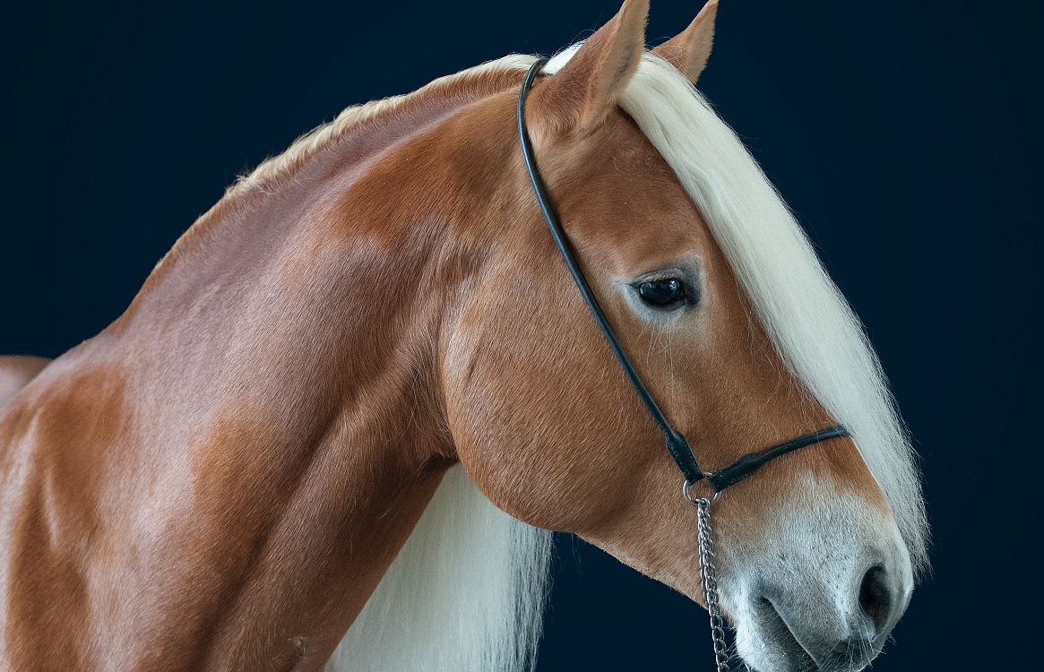 Cavallo marrone chiaro con criniera bianca lunga, indossa una testiera nera su sfondo blu scuro.
