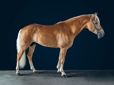A well-groomed chestnut horse stands on a smooth surface against a dark background, displaying a shiny coat and a muscular build. Its head is turned slightly to the side.