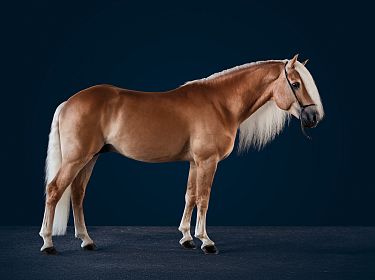 Un cavallo dal manto lucido color castagno, con criniera bianca, si staglia su uno sfondo blu scuro. L'animale appare elegante e ben curato.