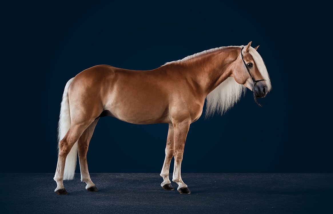 Ein Haflinger-Pferd steht seitlich vor einem dunkelblauen Hintergrund. Das Pferd hat ein glänzendes, goldbraunes Fell und eine blonde Mähne, die elegant herabfällt.