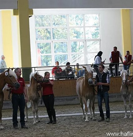 Una competizione di cavalli in un'arena coperta. Diverse persone tengono cavalli Haflinger con criniera bionda. Sullo sfondo, ci sono spettatori seduti.