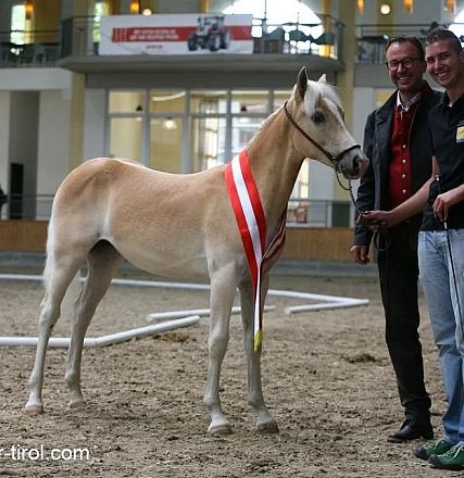 Un elegante cavallo chiaro con una coccarda rossa e bianca al collo è in posa tra due uomini sorridenti in una struttura coperta per eventi.
