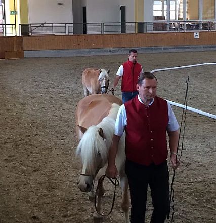Due persone conducono due cavalli in un'arena interna. Gli uomini indossano gilet rossi e camicie bianche. L'ambiente è spazioso e luminoso.