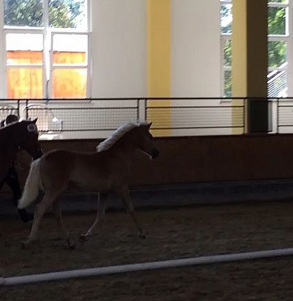Un cavallo con criniera chiara corre in un'arena coperta. Sullo sfondo si intravedono finestre e strutture metalliche.