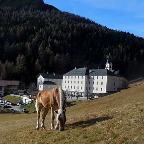 Un cavallo bruno pascola su una collina erbosa. Sullo sfondo, un grande edificio bianco con tetto scuro e una chiesa, circondati da una foresta di pini.