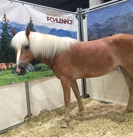 Ein Haflinger-Pferd steht in einem mit Sägemehl bedeckten Stall. Es hat ein hellbraunes Fell und eine weiße Mähne. Im Hintergrund ist ein Naturposter sichtbar.