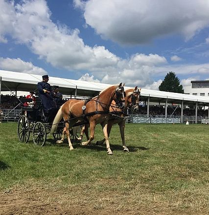 Ein Kutscher lenkt zwei elegante Pferde, die eine Kutsche über eine grüne Rasenfläche ziehen. Im Hintergrund sind Tribünen und ein Gebäude zu sehen.