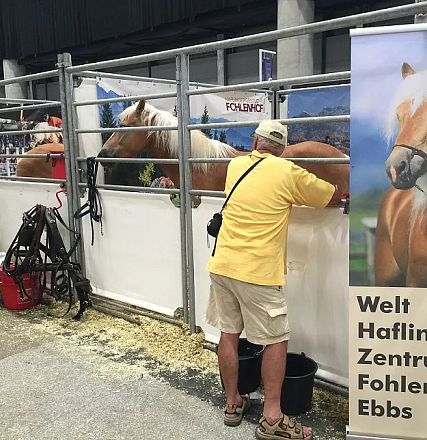 Mann in gelbem Shirt schaut in Box mit Haflinger-Pferden bei einer Messe. Ein Poster zeigt ein Haflinger-Pferd mit der Aufschrift "Welt Haflinger Zentrum".
