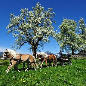 Four horses pulling a carriage across a lush green field, with blooming apple trees and a bright blue sky in the background, creating a scenic rural view.