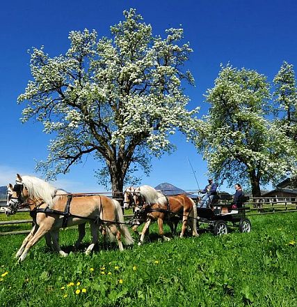 Zwei Pferde ziehen eine Kutsche über eine grüne Wiese, gesäumt von Obstbäumen in voller Blüte. Ein klarer blauer Himmel erstreckt sich im Hintergrund.
