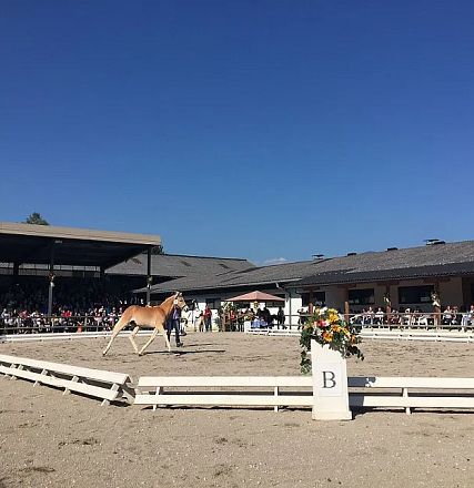 Ein Pferd wird auf einem sandigen Dressurplatz vor Publikum vorgeführt. Der Himmel ist klar und blau, mit Tribünen und Gebäuden im Hintergrund.