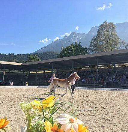 Eine Pferdeshow auf einem sandigen Platz mit einem Berg im Hintergrund. Zuschauer sitzen überdacht. Blumen im Vordergrund schmücken die Szene.