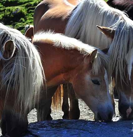 Sintersbacher Hochalm from Elisabeth Leitner